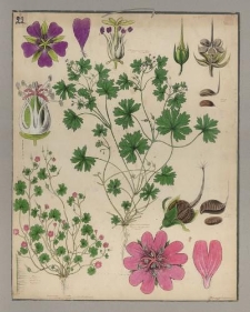 Bodziszek kosmaty [Geranium molle]