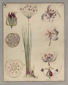 Łączeń baldaszkowy [Butomus umbellatus]