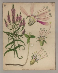 Krwawnica pospolita [Lythrum salicaria]